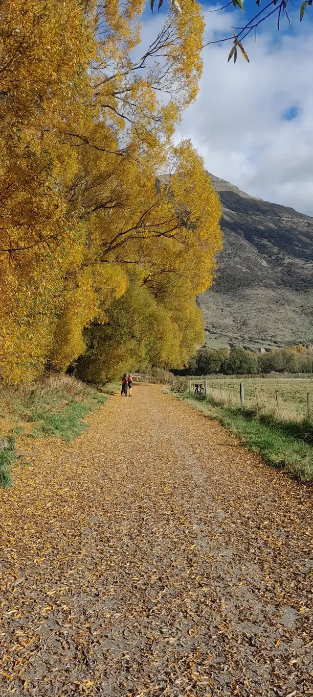 The Twin Rivers Trail in autumn, with coloured trees along the path.